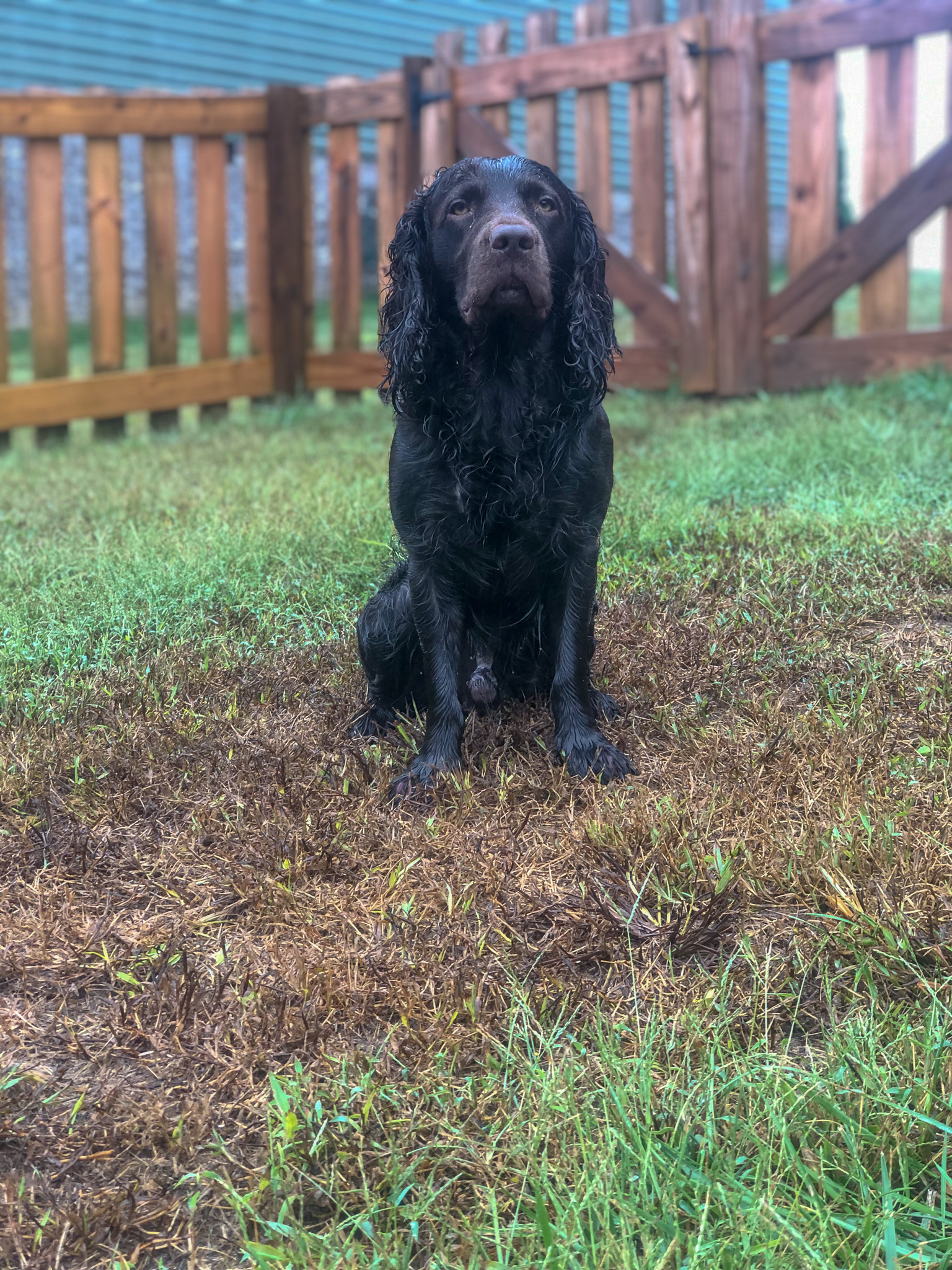 Tennessees Bossman Gator - Boykin Spaniel Pedigree