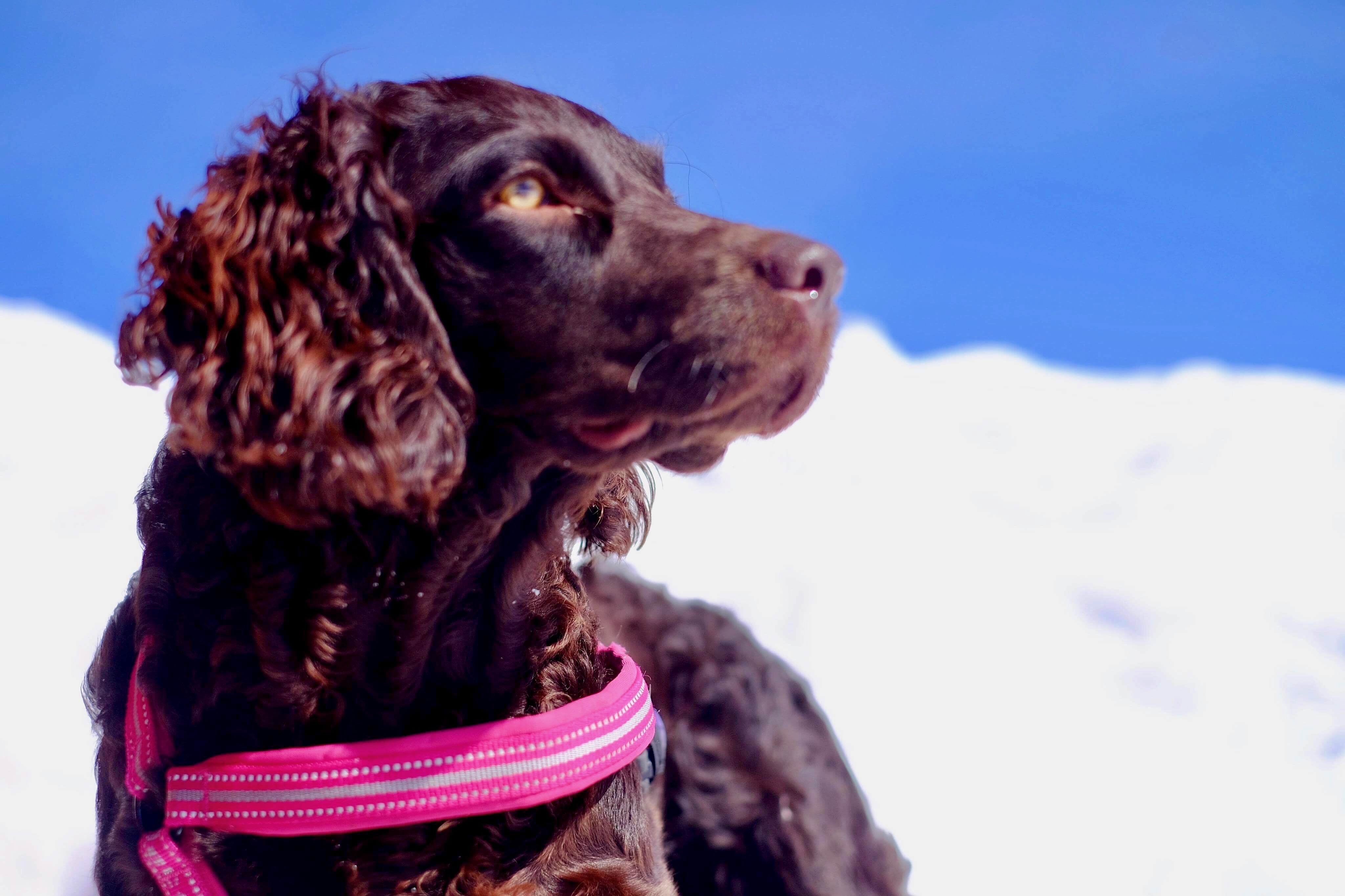 Thornhill's Grace River Of Norway - Boykin Spaniel Pedigree