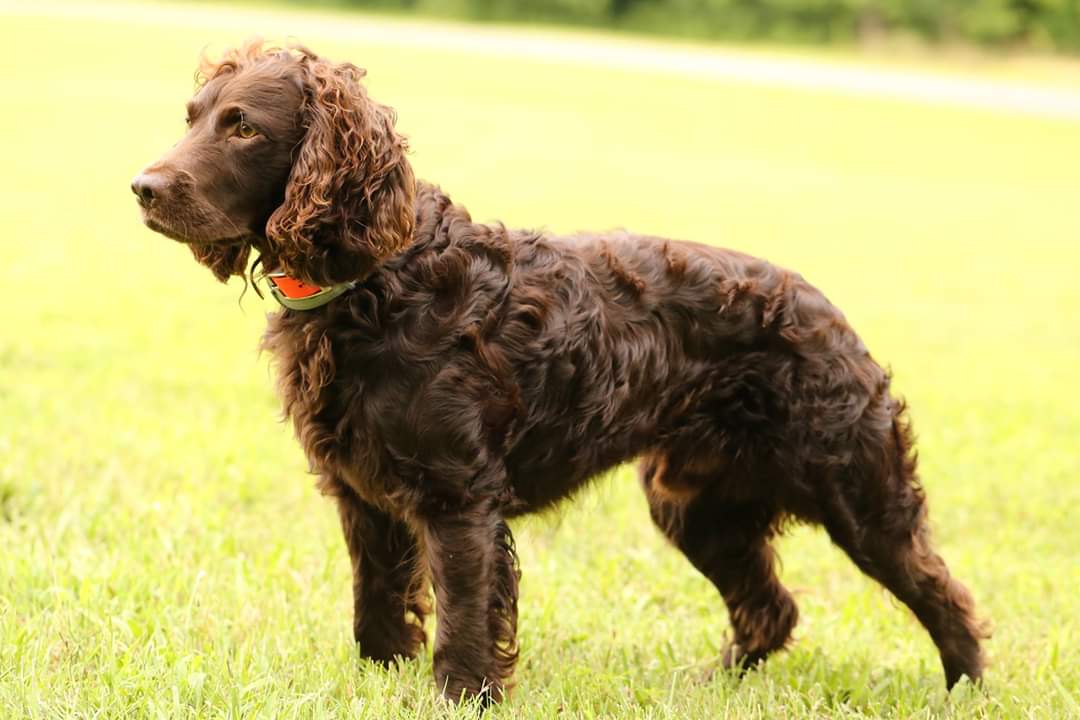 Cabinwood's Southern Comfort - Boykin Spaniel Pedigree