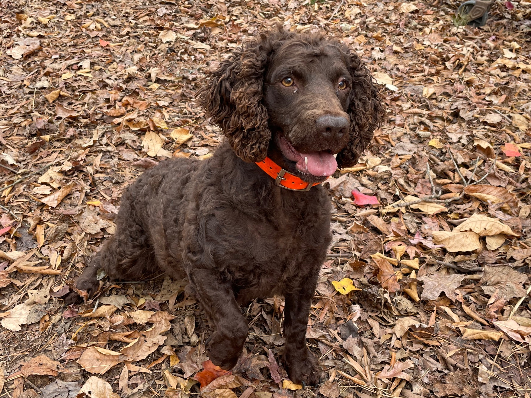 Back Creek's Country Girl - Boykin Spaniel Pedigree