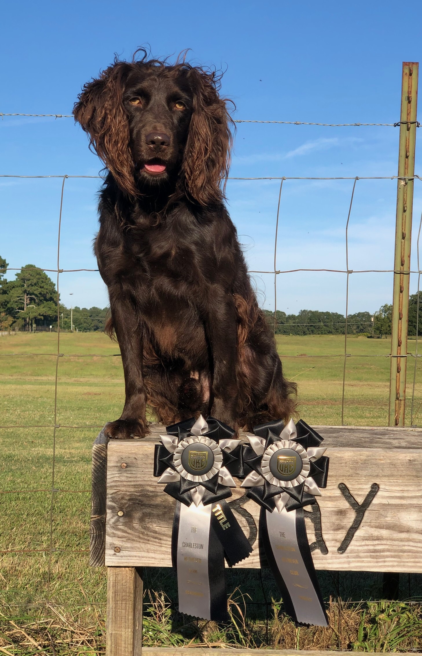 HRCH Killian’s Night Watcher MHR MNH4 - Boykin Spaniel Pedigree