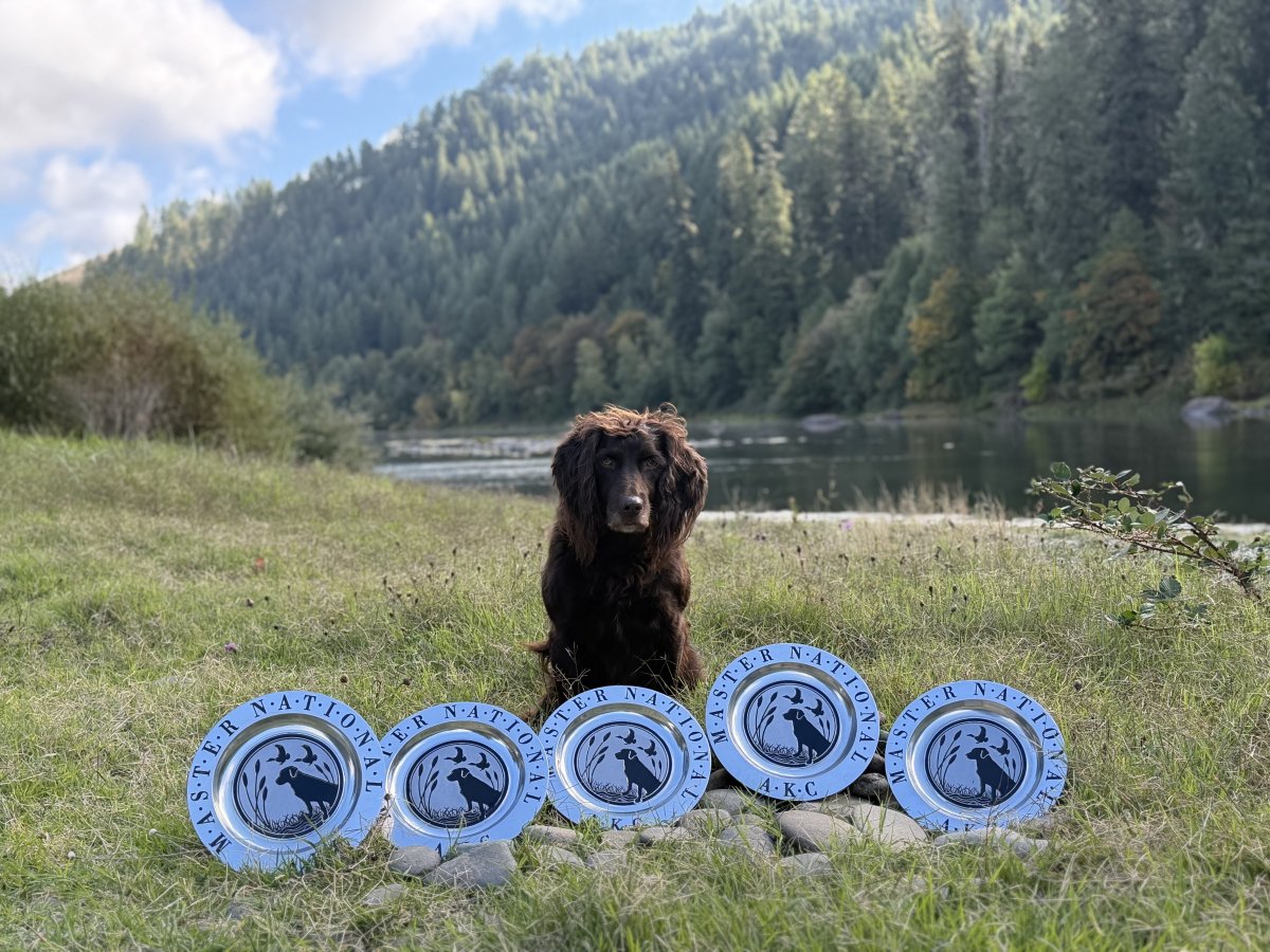 GRHRCH Killian’s Night Watcher MHR MNH5 - Boykin Spaniel Pedigree