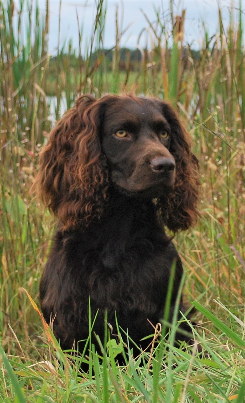 HRCH GCH CH UH Drwatson Tybee-dixietreat-Indy MHR,  MH, HR, SHR. - Boykin Spaniel Pedigree