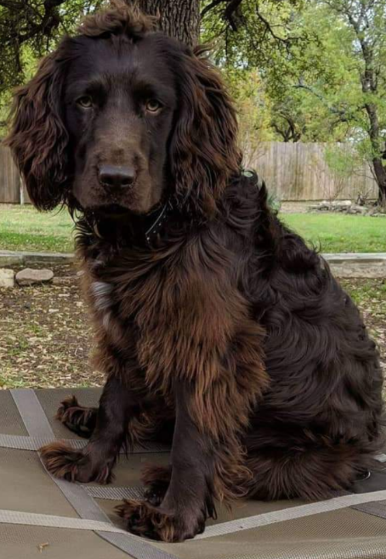 John's Ser Boomer Seaworth - Boykin Spaniel Pedigree