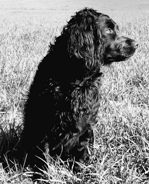 Catalpa Frontier Blue Bayou - Boykin Spaniel Pedigree