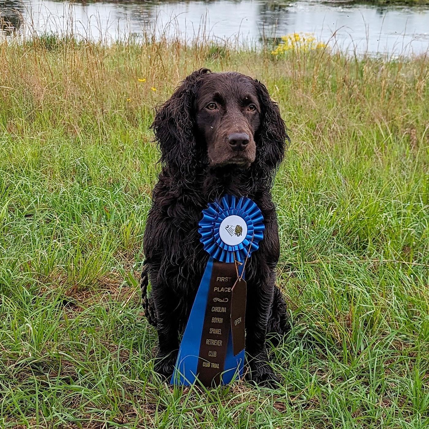 HRCH UHCH Brandywines Palmetto Old No. 7 MHR - Boykin Spaniel Pedigree