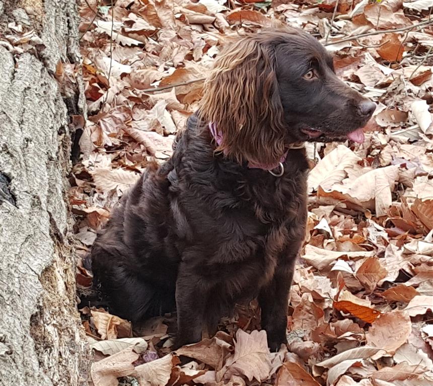 SHR CREEKSIDES LITTLE MX5 ZOOMZOOM - Boykin Spaniel Pedigree