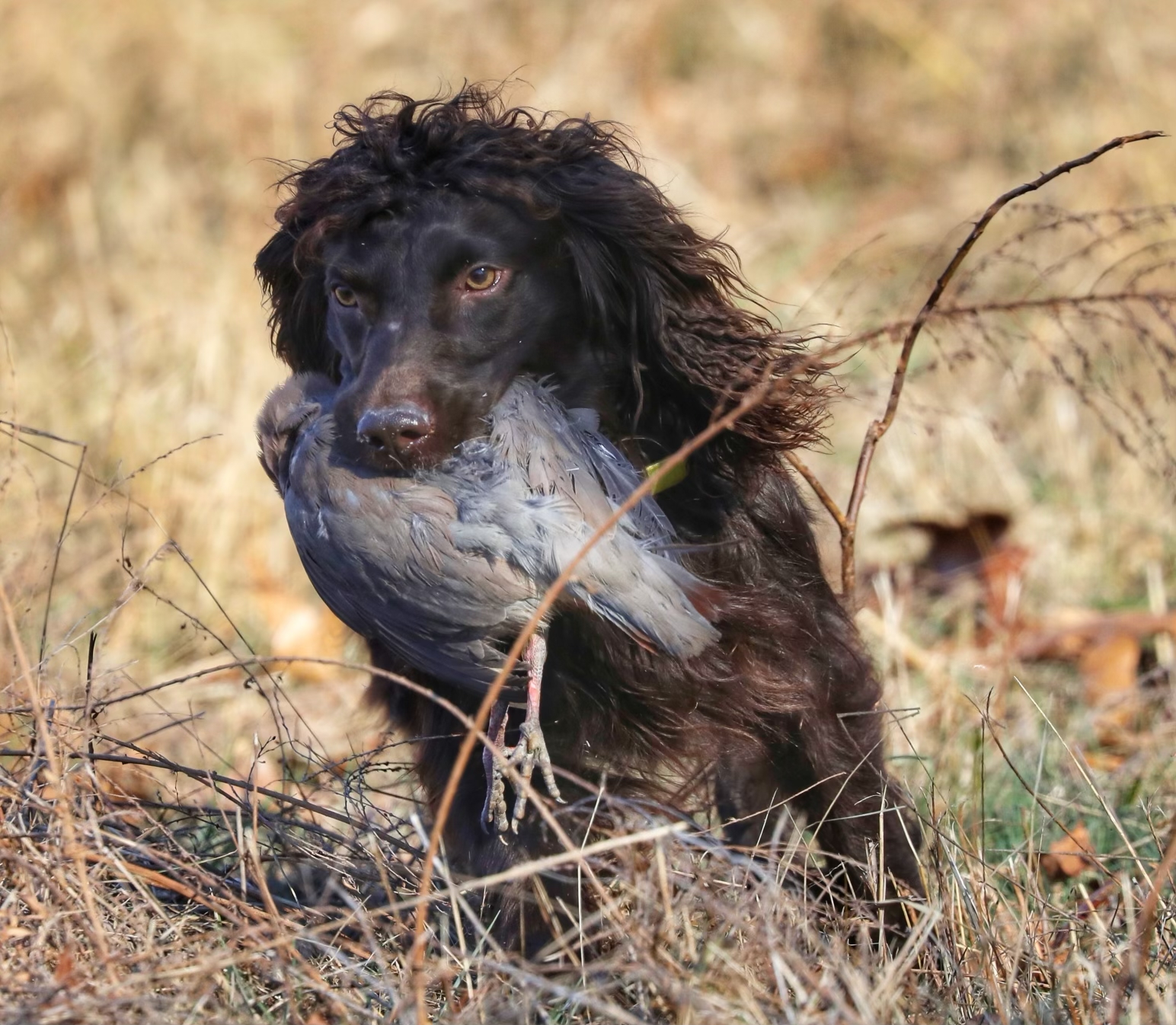 SHR Piney Creek’s Motorcity Madman - Boykin Spaniel Pedigree