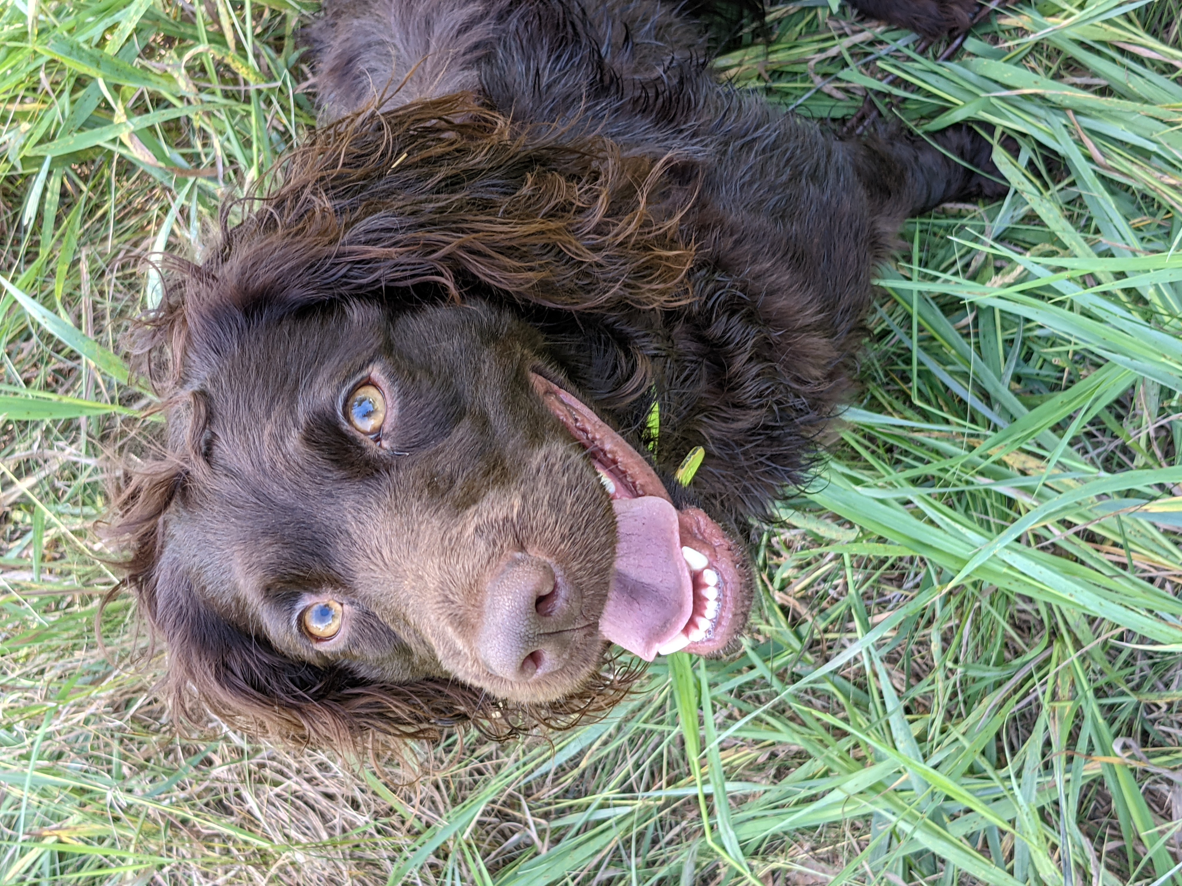 HR Indian Fields Florence On Fire - Boykin Spaniel Pedigree