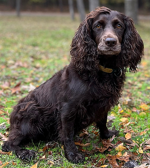 Kickapoo Creek’s Timber Teal - Boykin Spaniel Pedigree