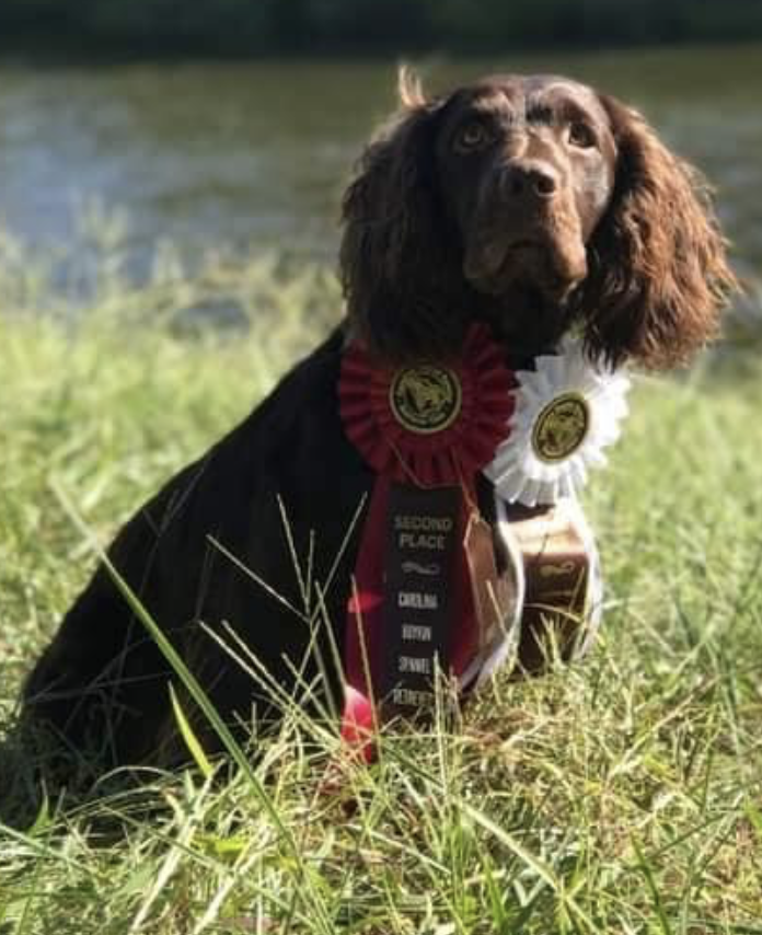 SHR Journeys End’s Rowdy Rocko NR - Boykin Spaniel Pedigree