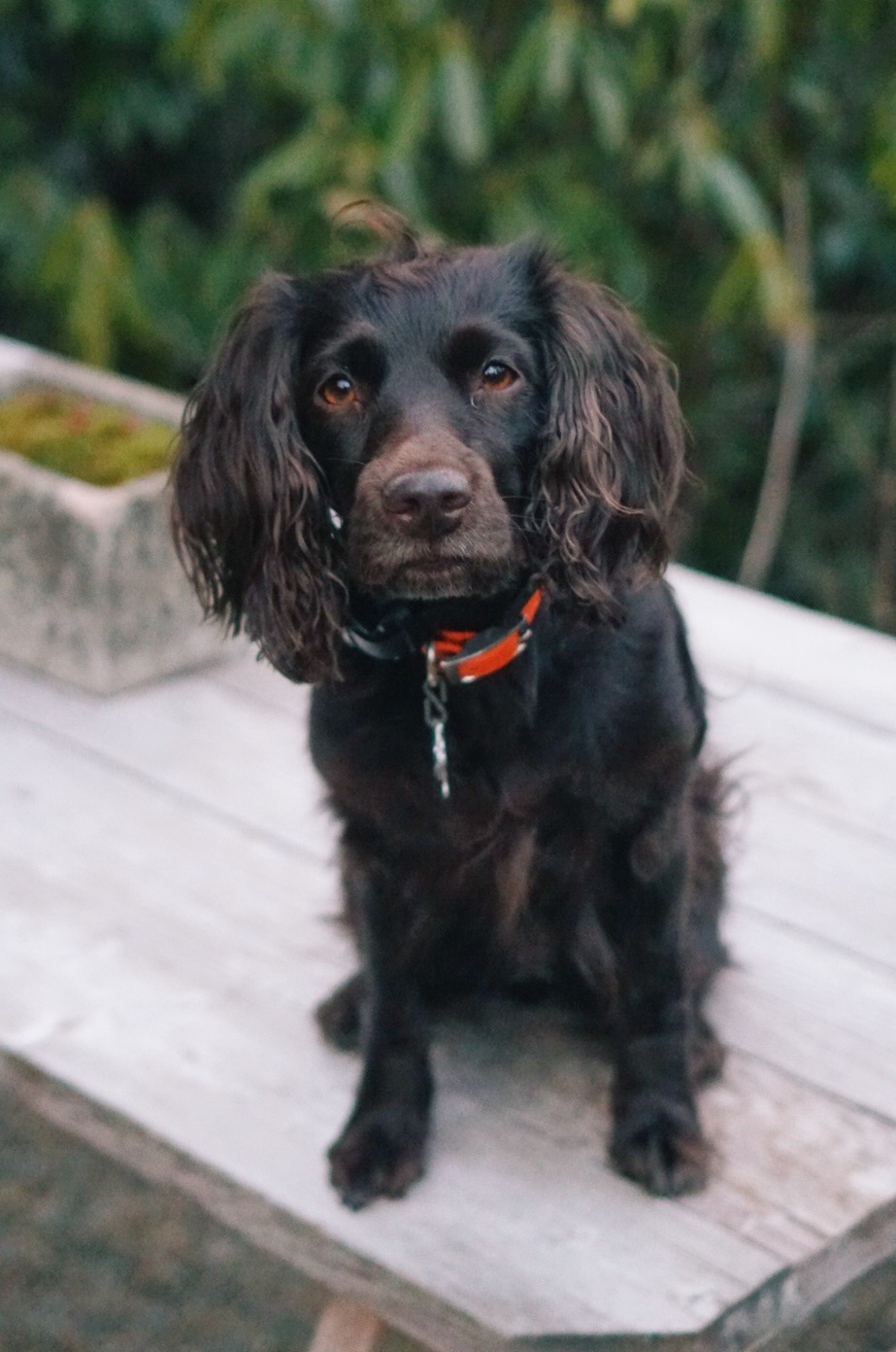 Penny Cha Queen Of The Valley - Boykin Spaniel Pedigree