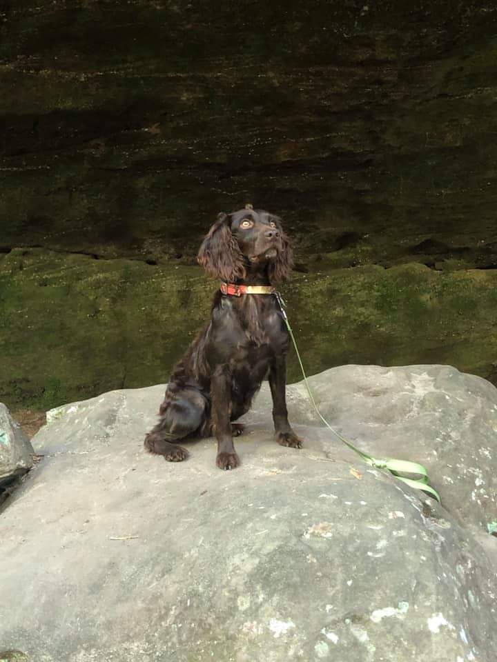 Dark Valley June Bug - Boykin Spaniel Pedigree