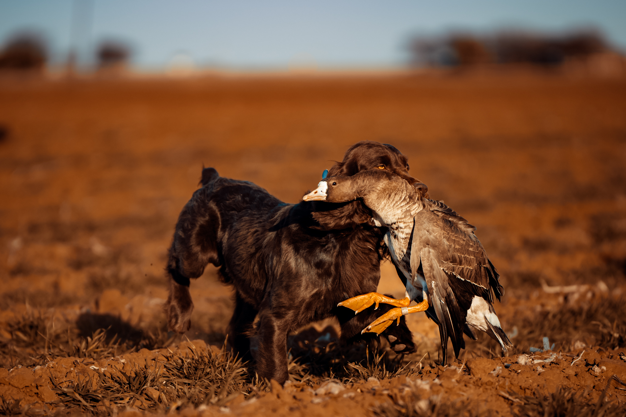 SHR Worth's Howling Huntley - Boykin Spaniel Pedigree