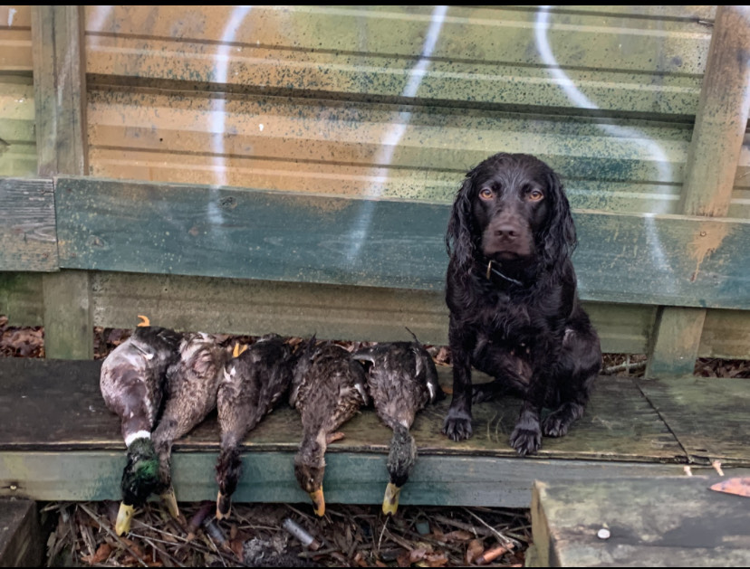 HR UH Ranpar's Sweet Maggie Mae - Boykin Spaniel Pedigree