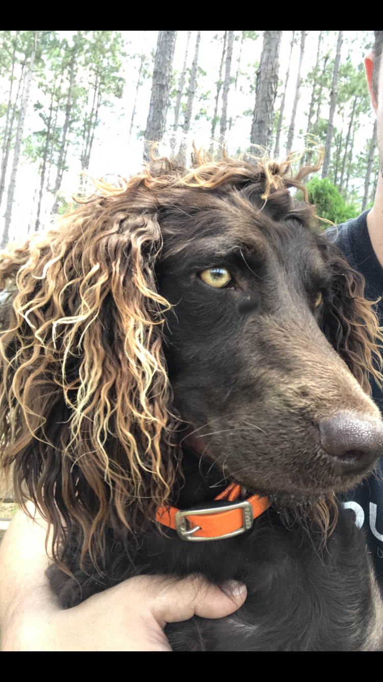 Sga’s Lottie Dottie - Boykin Spaniel Pedigree