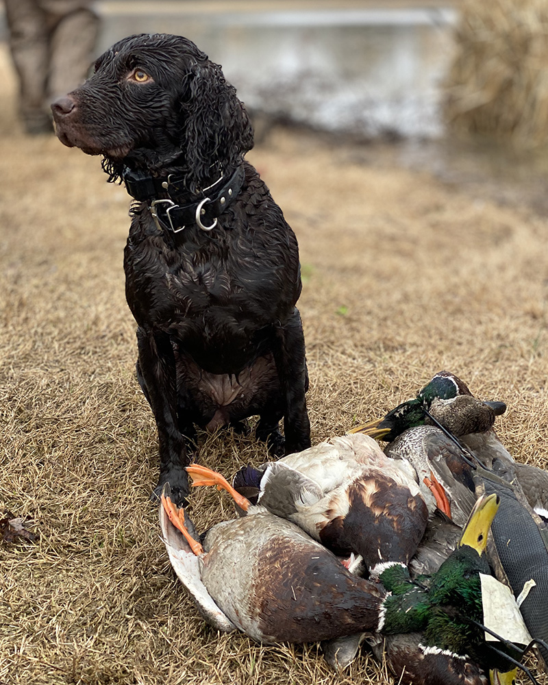 SHR Just A Little Lexie Rose - Boykin Spaniel Pedigree