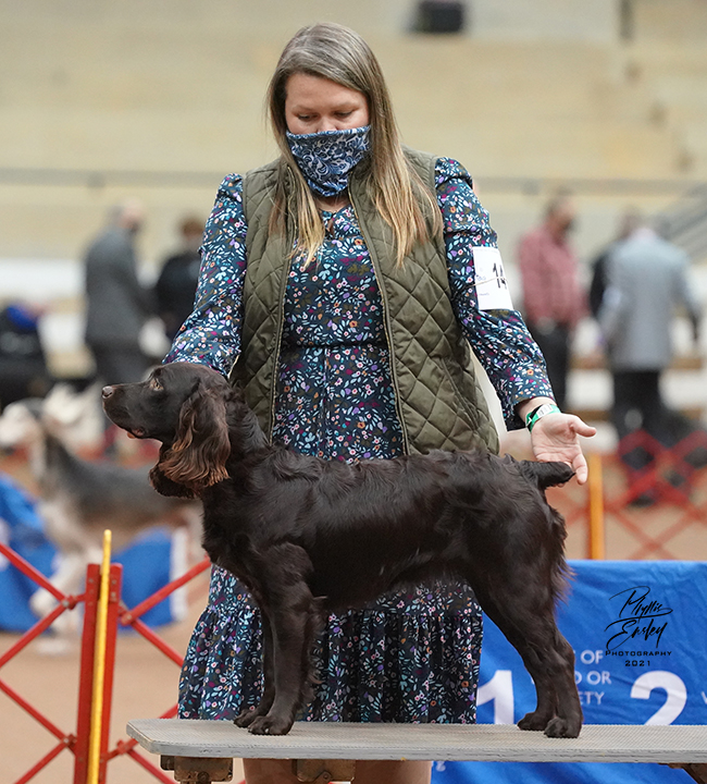 GCHB CH Amberfield High Life Livin' 4 Brad RA FCAT ACT1 CGC FITB - Boykin Spaniel Pedigree