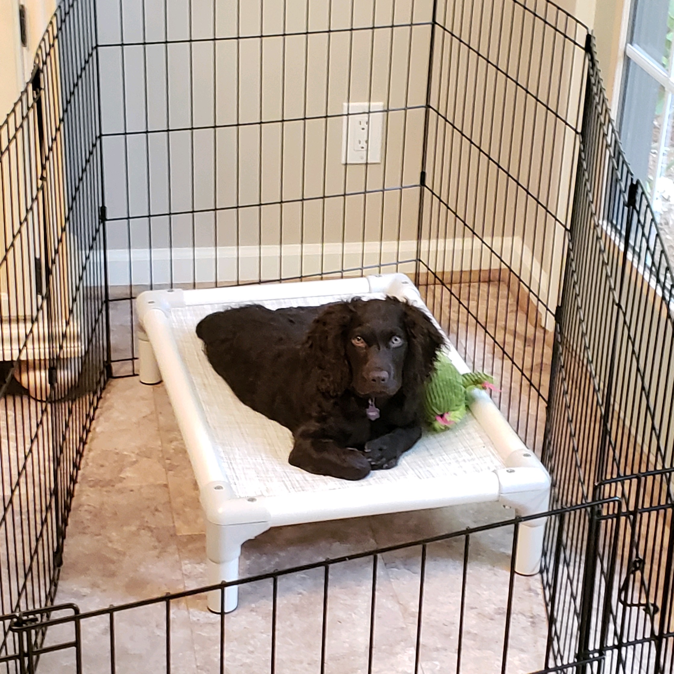 Amberfield's Southern Skywalker - Boykin Spaniel Pedigree