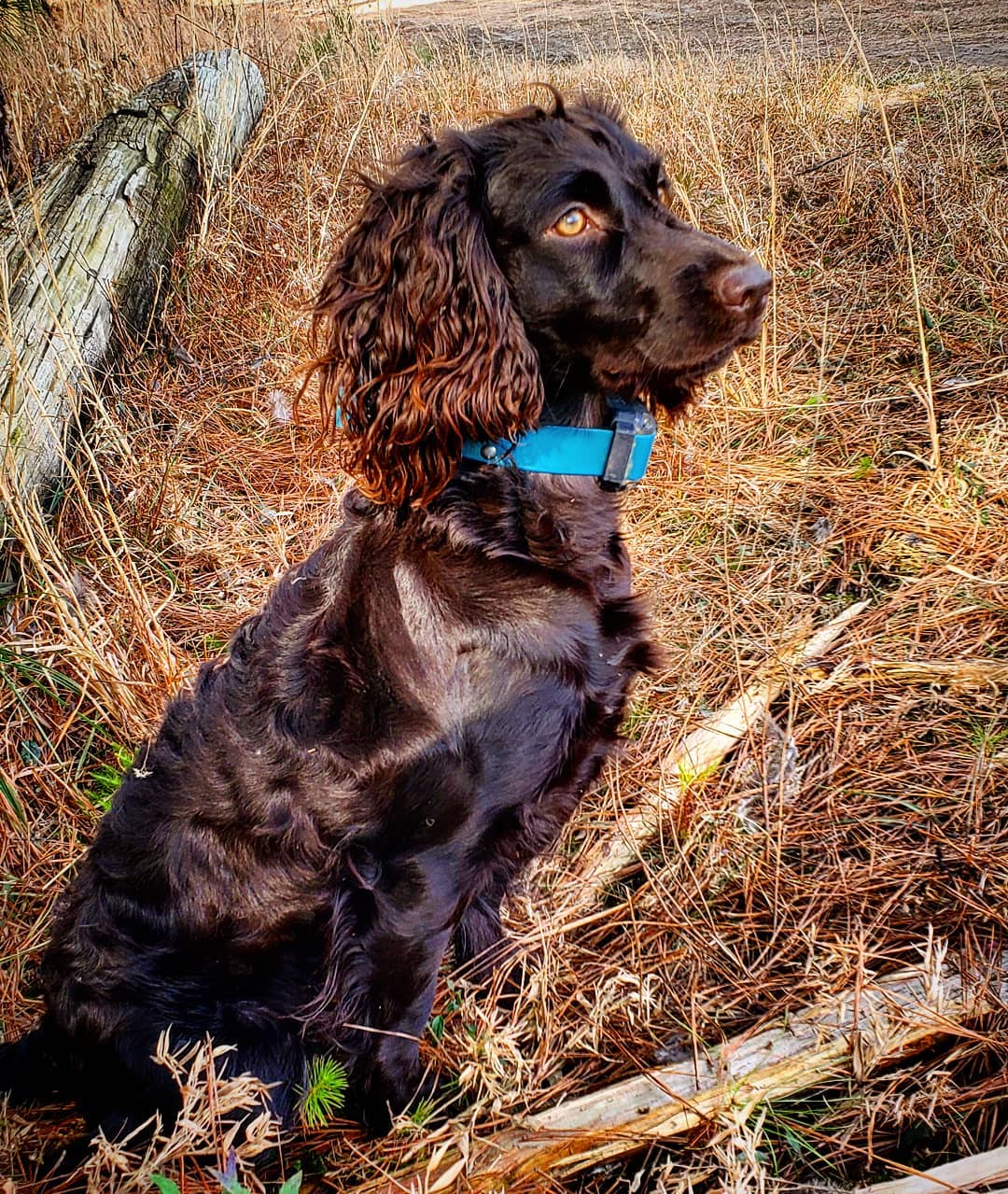 HR Bailey Shooting Doubles - Boykin Spaniel Pedigree