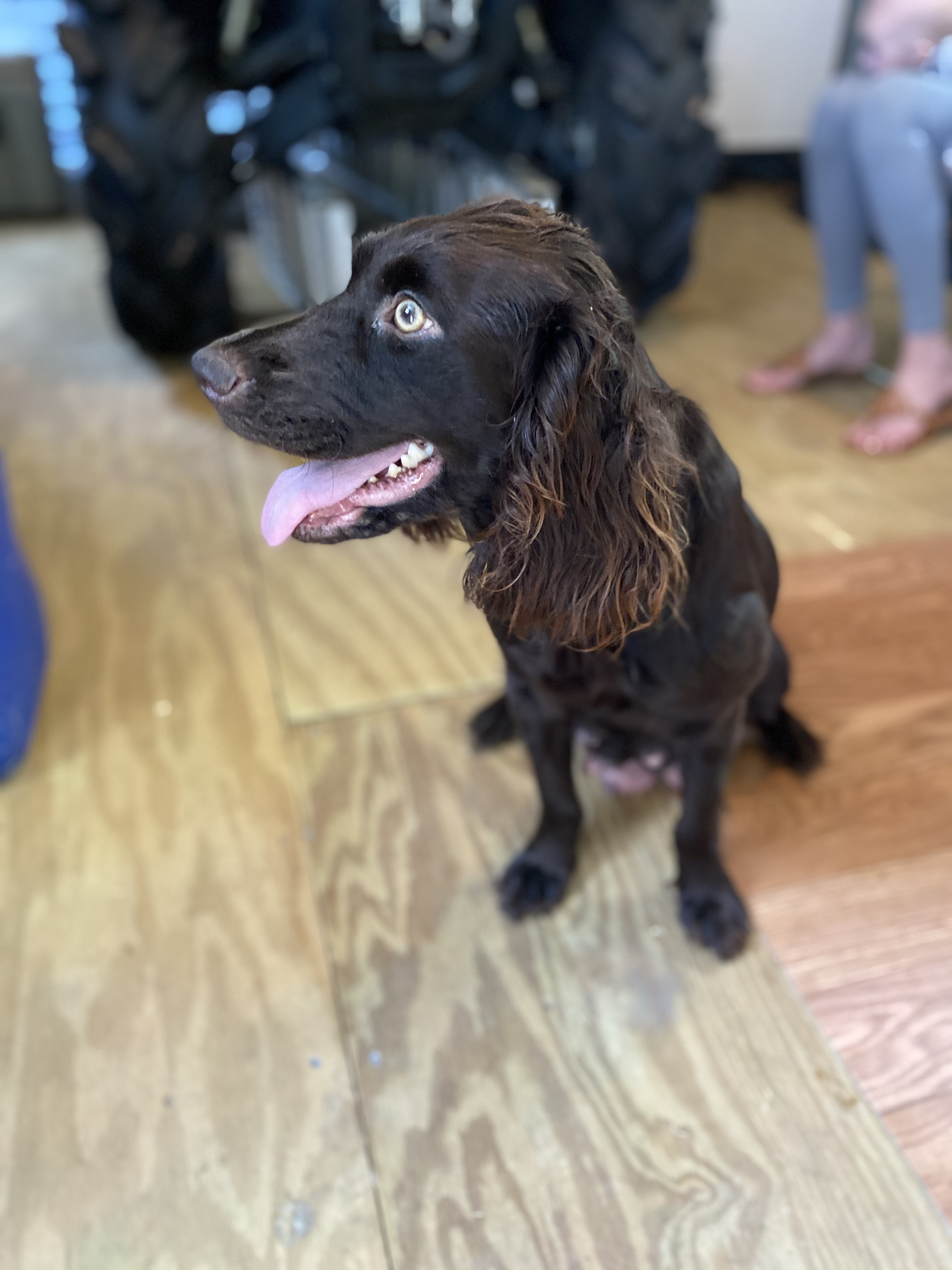 SHR Worth's Heavenly Haven - Boykin Spaniel Pedigree