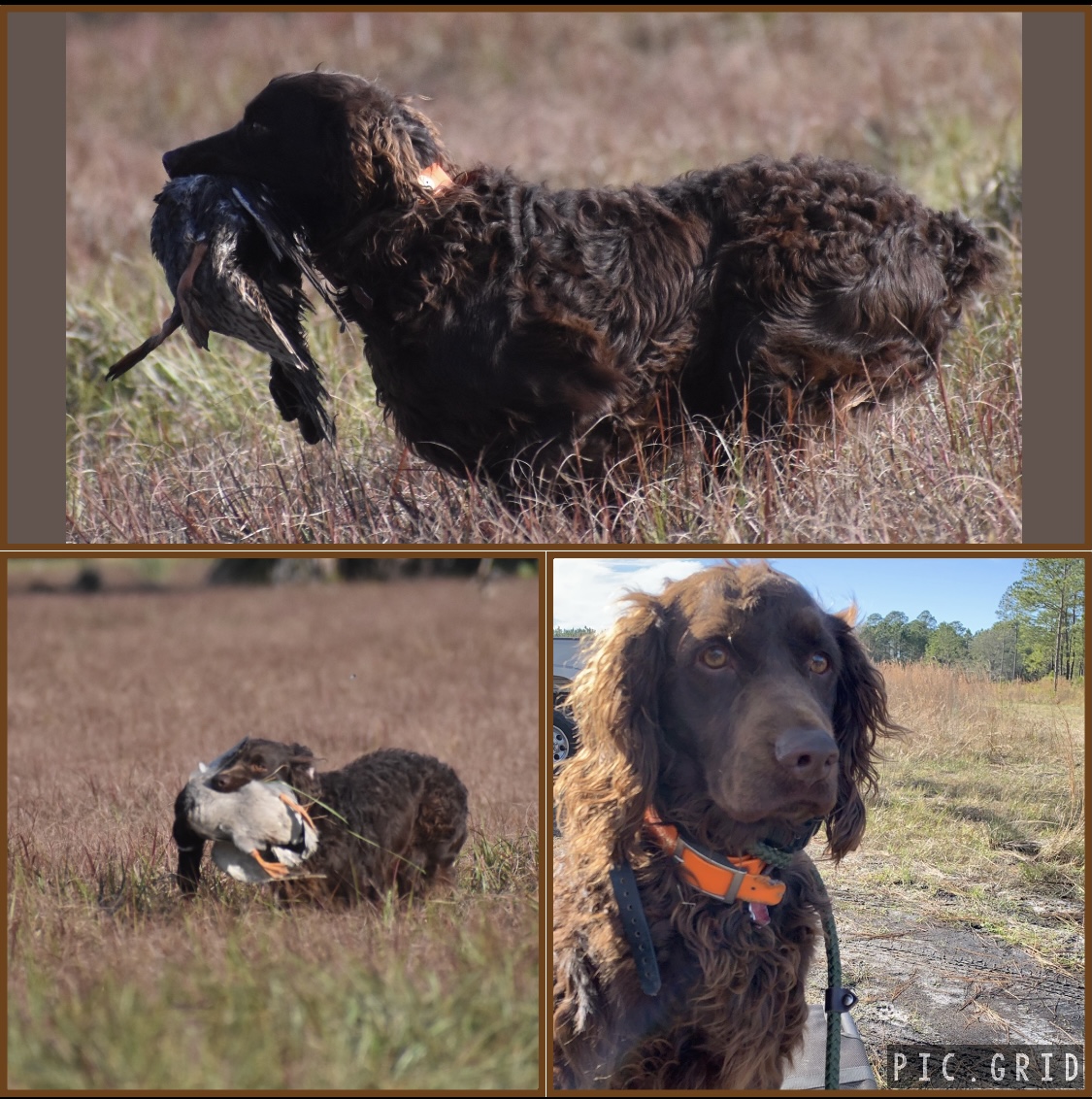 SHR  Flyin W Gunner - Boykin Spaniel Pedigree