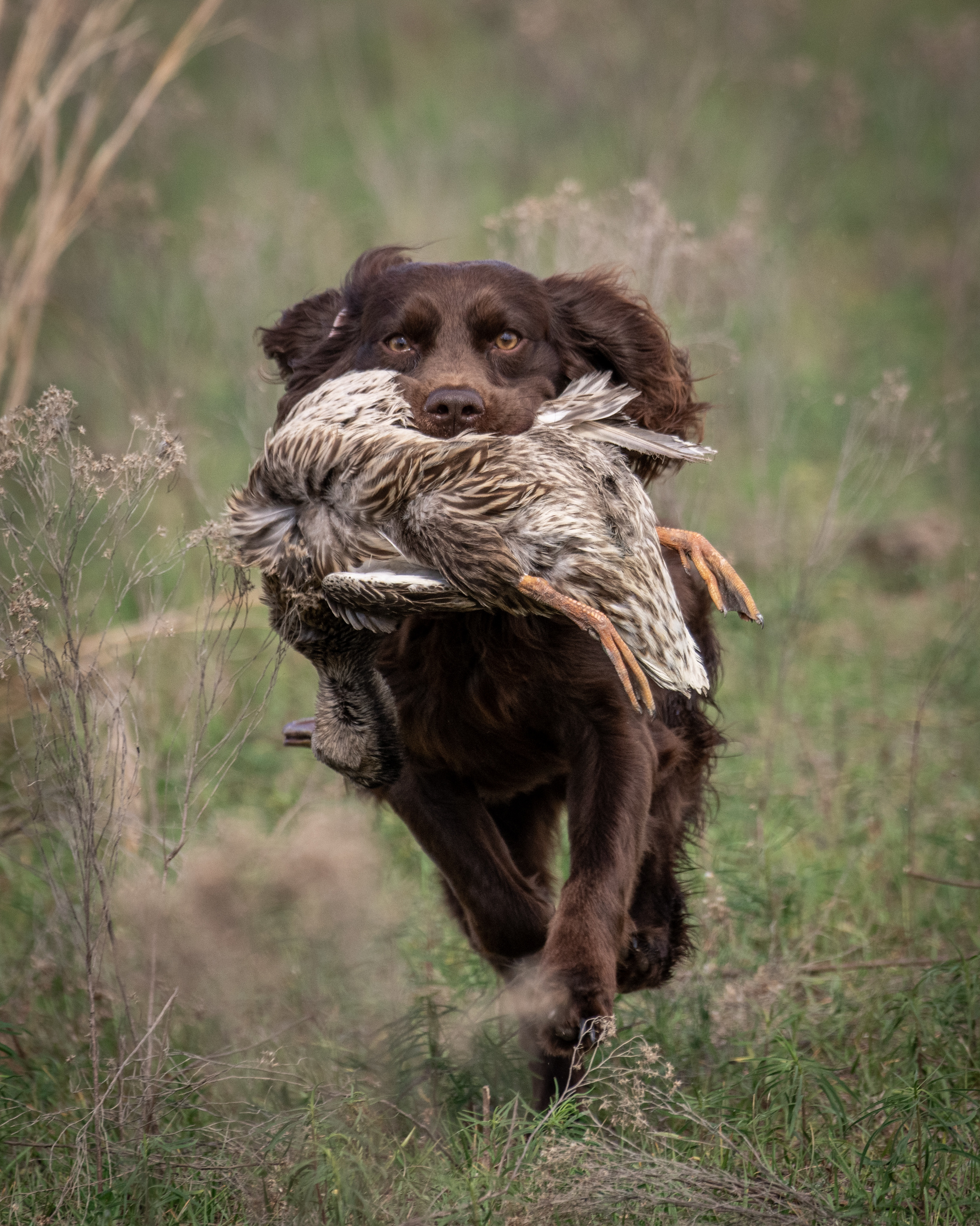 Flyin W's Lil Blue - Boykin Spaniel Pedigree