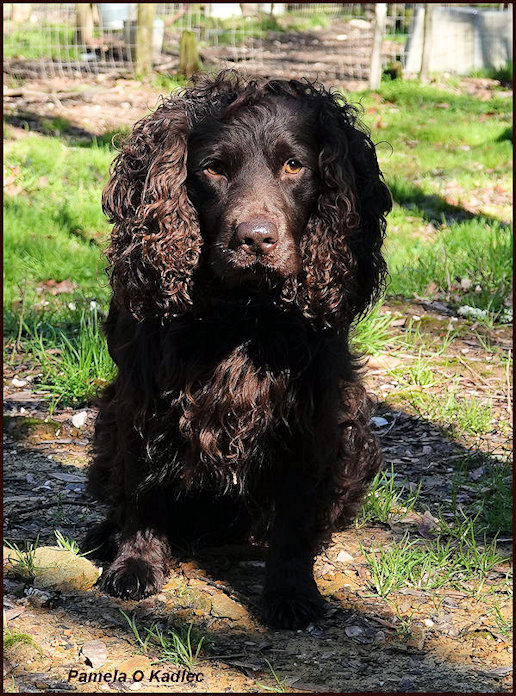 HR Just Ducky's Justalil'houdini - Boykin Spaniel Pedigree