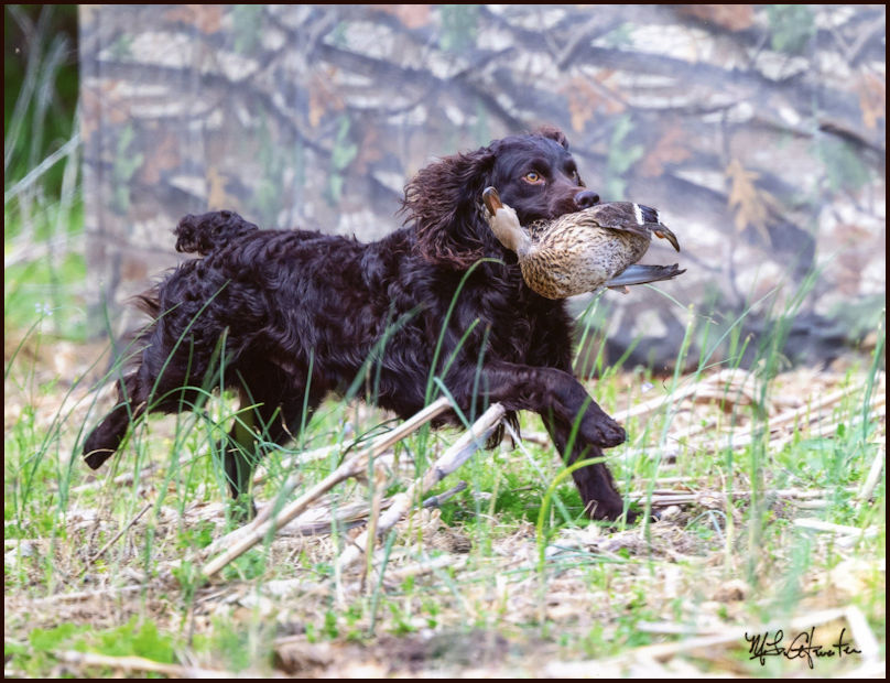 CH HR Justarock'nrolldream SHR - Boykin Spaniel Pedigree