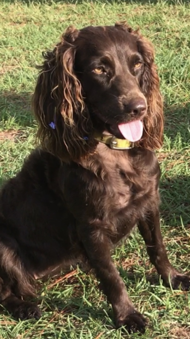Sga's Jail Bird - Boykin Spaniel Pedigree