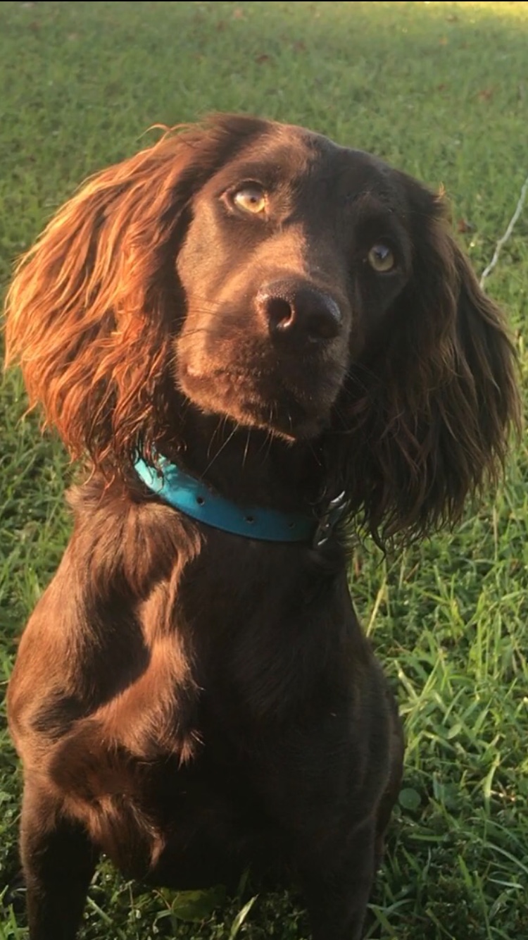 Sga's Fannie May - Boykin Spaniel Pedigree