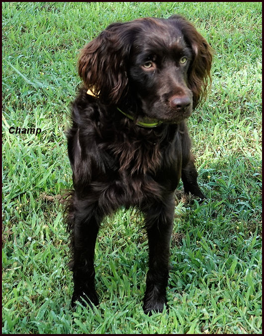 Broad River Champ - Boykin Spaniel Pedigree