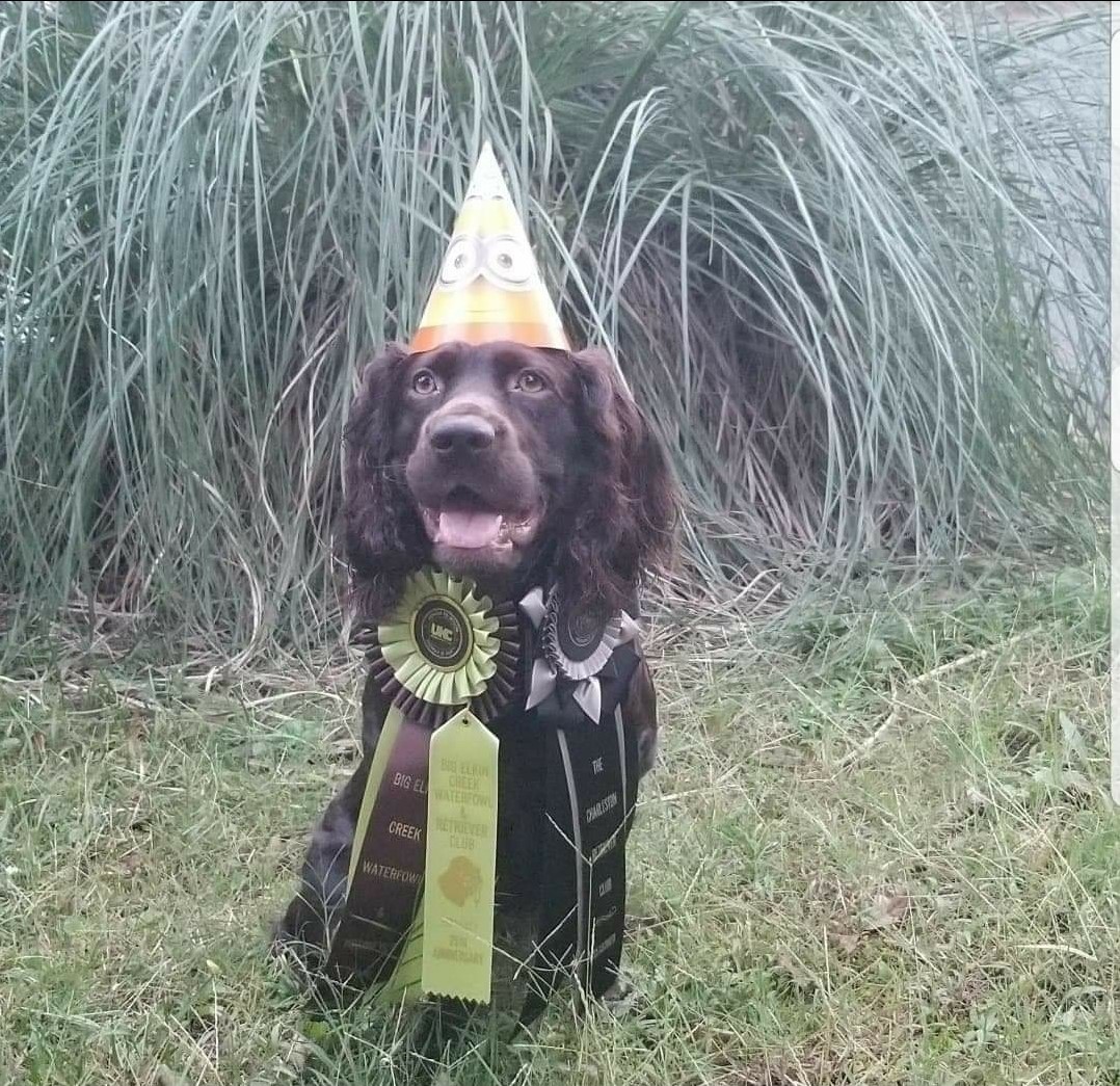 HRCH Pupalicious Baby Dog - Boykin Spaniel Pedigree