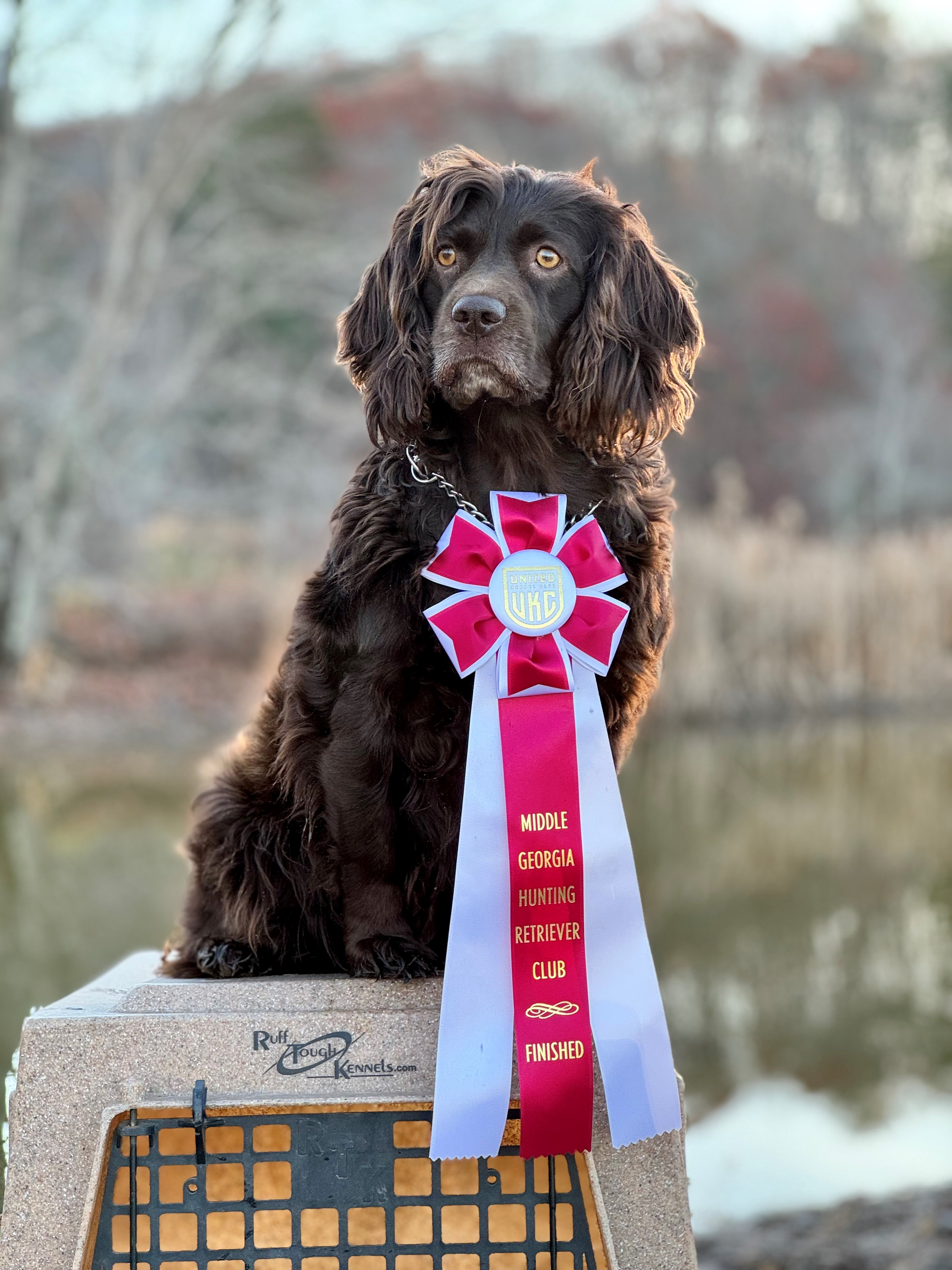 HRCH  Ariels Holtwood Harper MHR UICH26 - Boykin Spaniel Pedigree