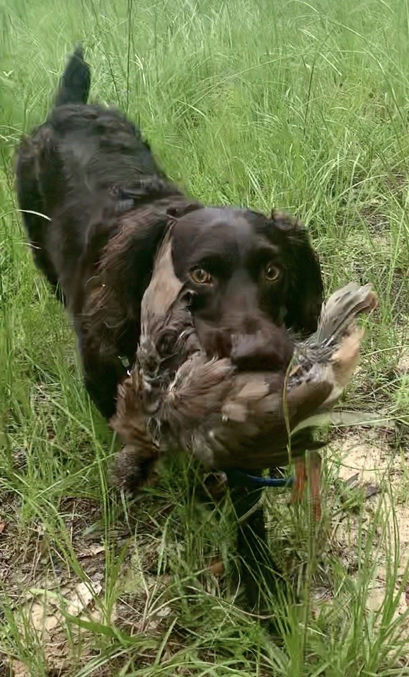 Briarcreeks Rougaroux Hunter - Boykin Spaniel Pedigree