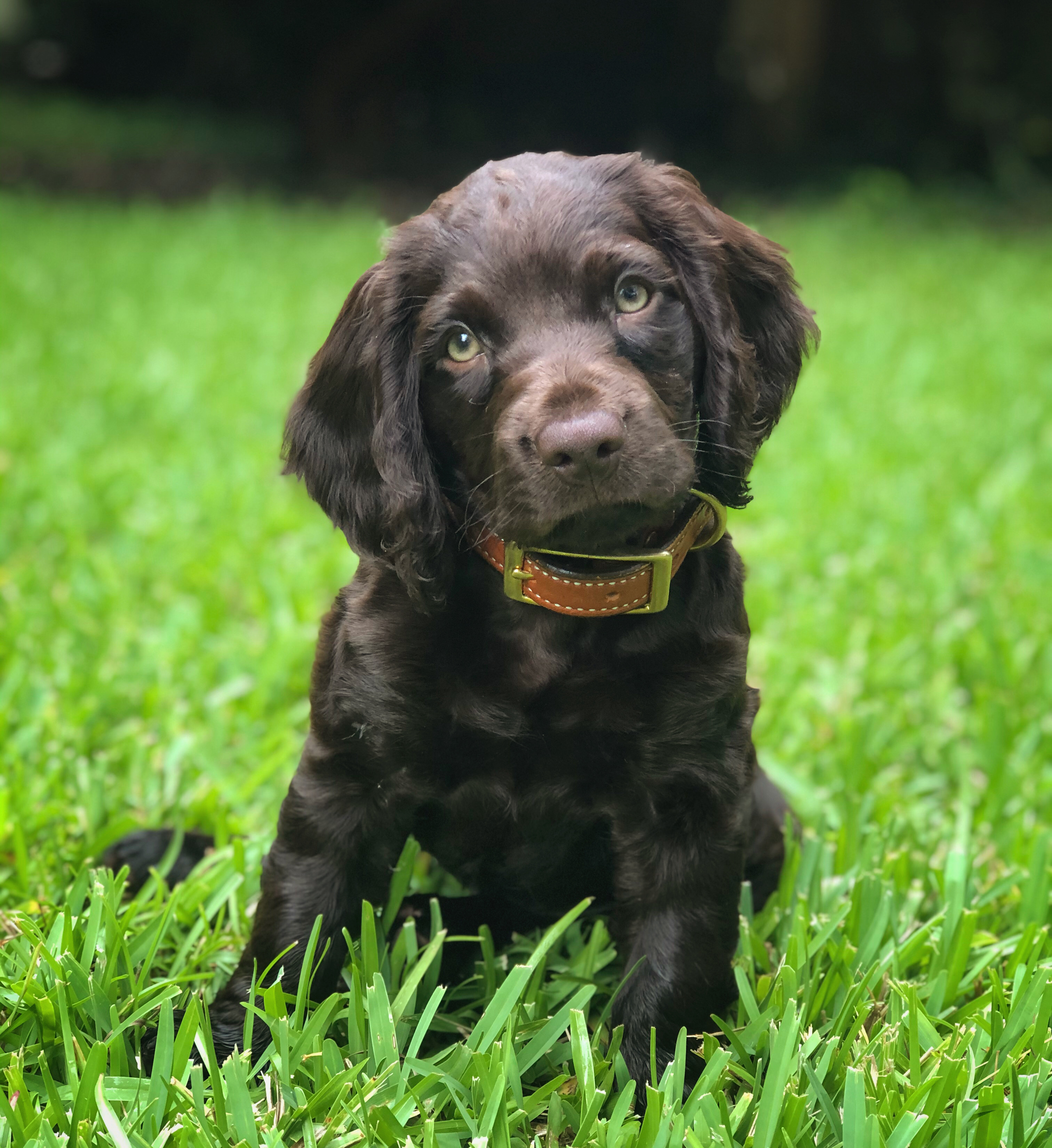 Bayside's St. Thomas Saige  NR - Boykin Spaniel Pedigree