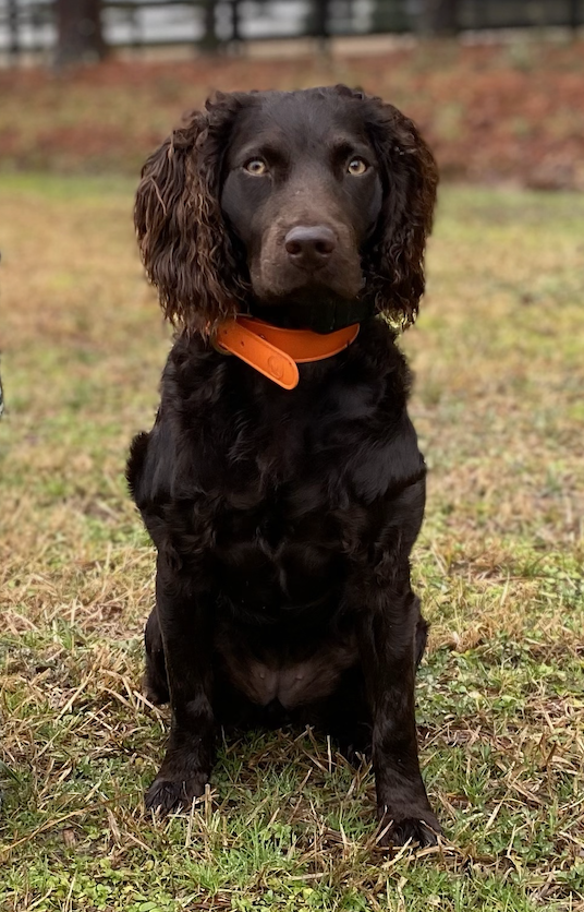 SHR FCK's Queen Oakley - Boykin Spaniel Pedigree