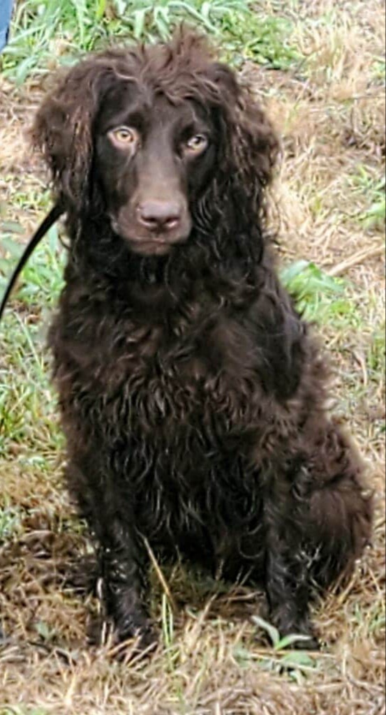 Briarmarsh Petit Brun Chien - Boykin Spaniel Pedigree