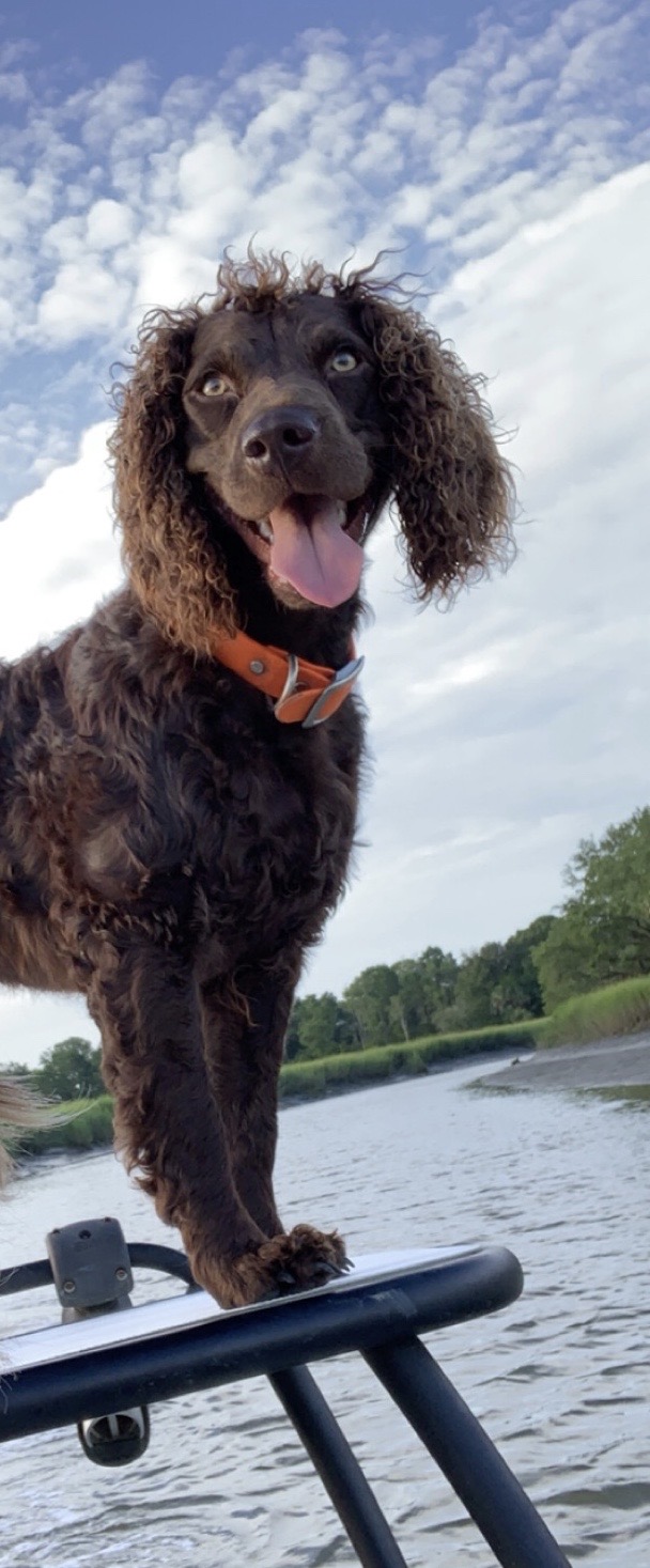 Justasouthernpeach - Boykin Spaniel Pedigree