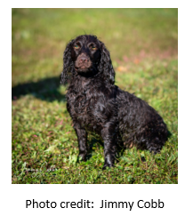 Cedarway Moore Special K Kieva - Boykin Spaniel Pedigree