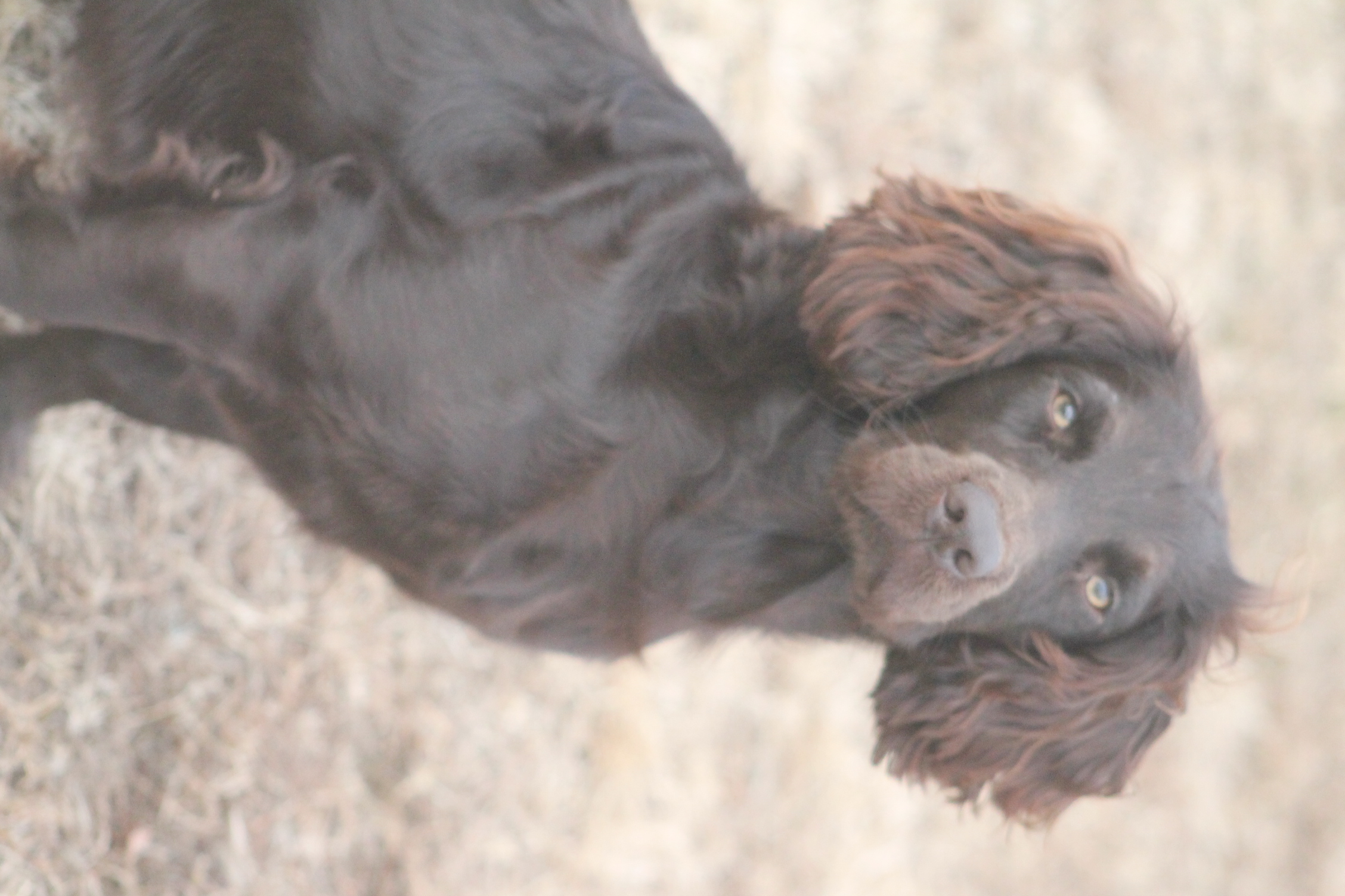 SHR Tck's One Too Many JH - Boykin Spaniel Pedigree