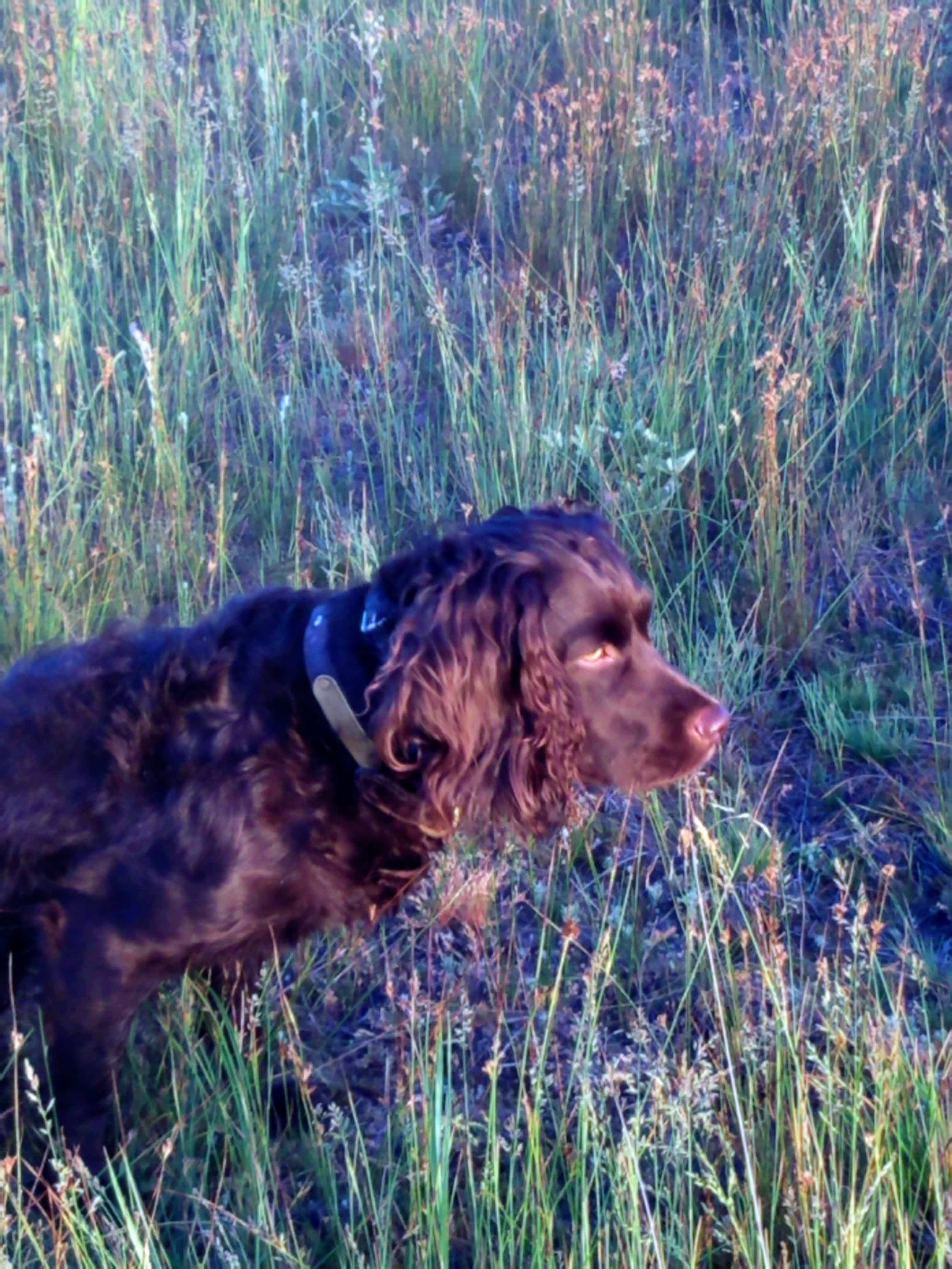 HR Brandywines Marika`s Magic CGC - Boykin Spaniel Pedigree