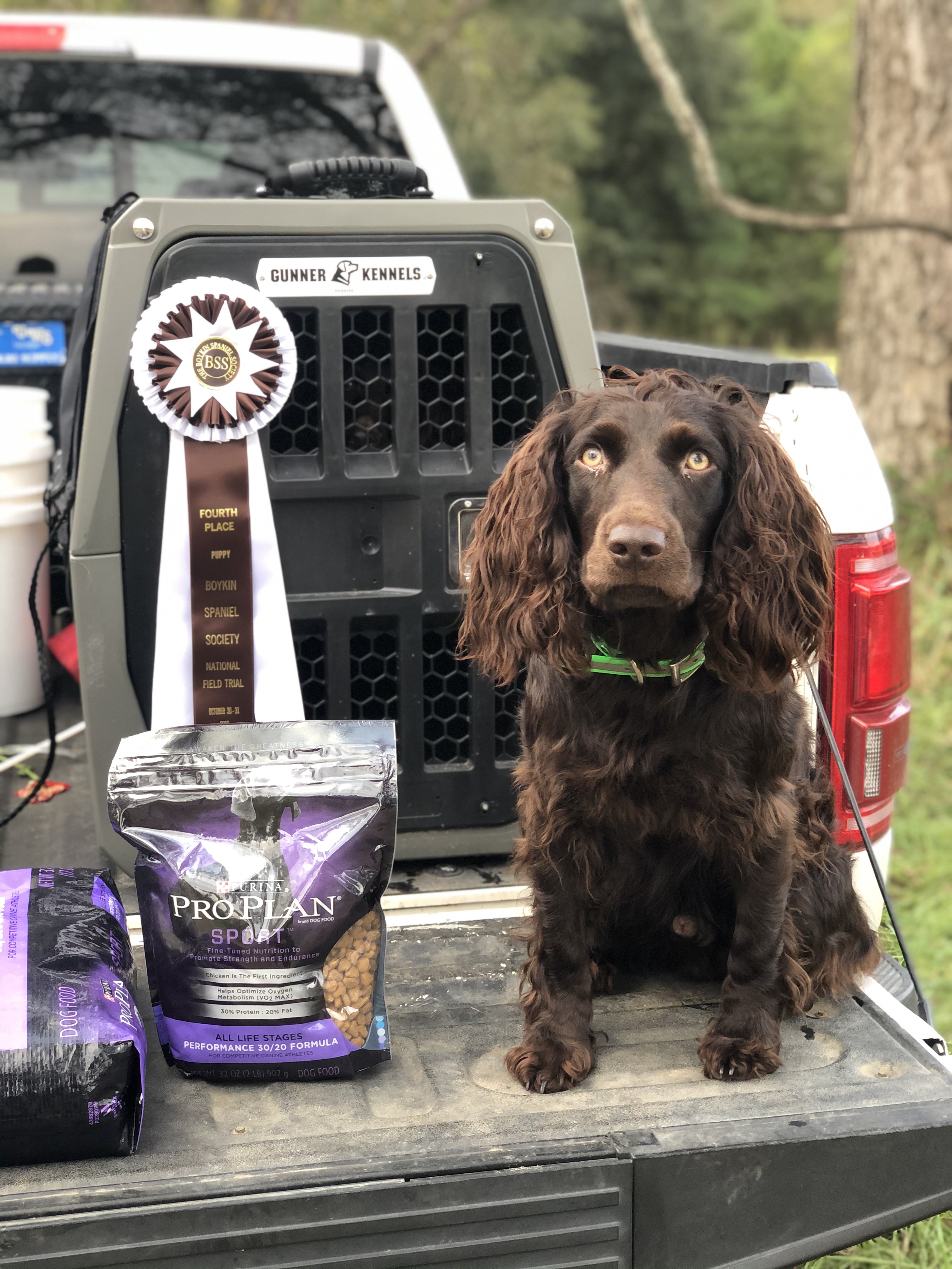 The Trail Boss John Wesley - Boykin Spaniel Pedigree