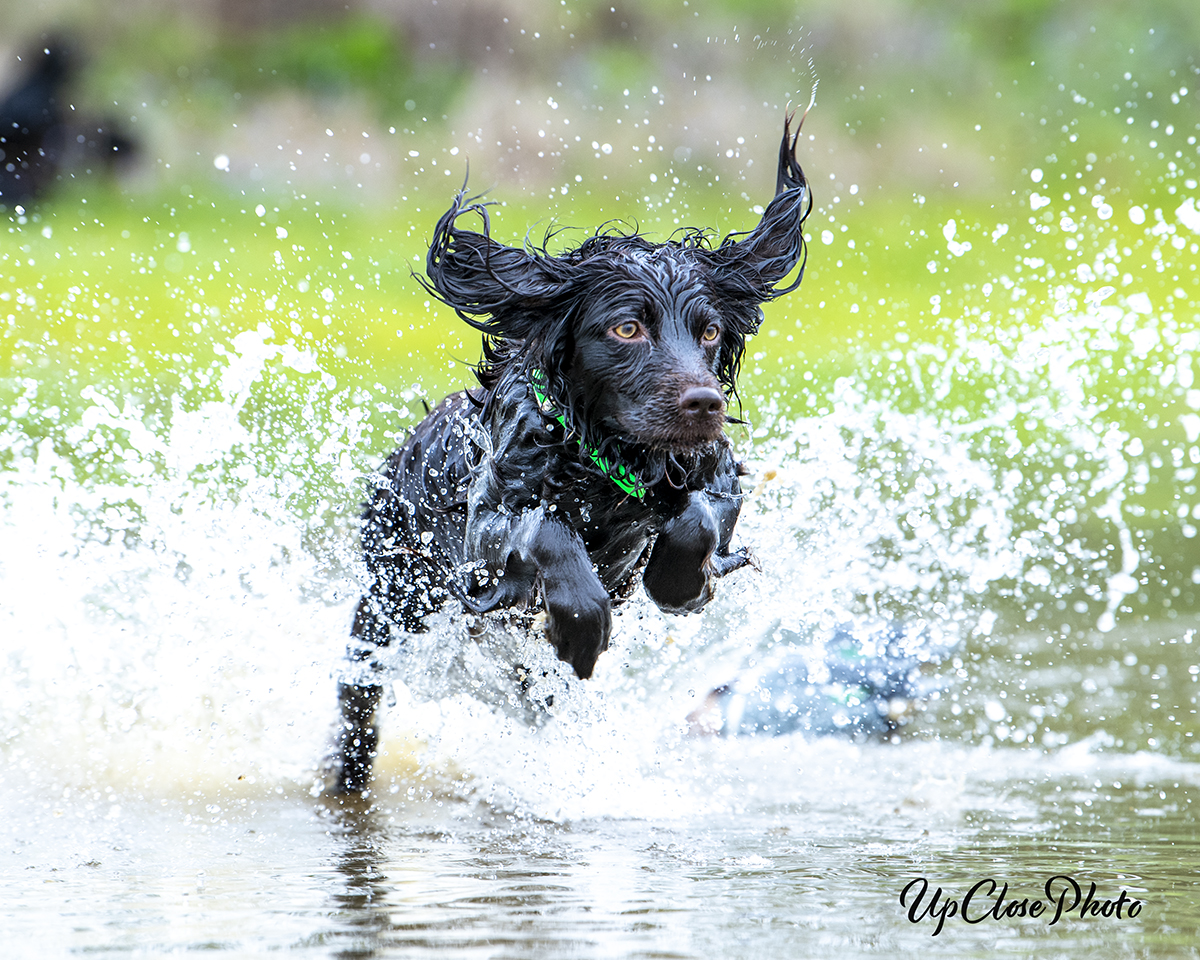 HRCH  Harvey’s Good Golly Miss Molly JH - Boykin Spaniel Pedigree