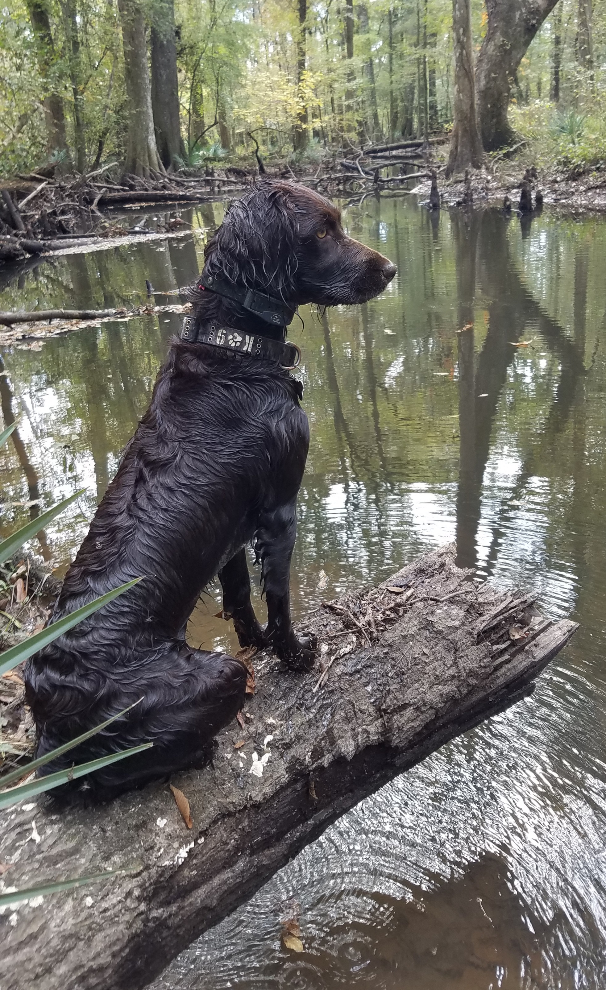 HRCH Fancy Pants Blankenship (IR) (UN) - Boykin Spaniel Pedigree