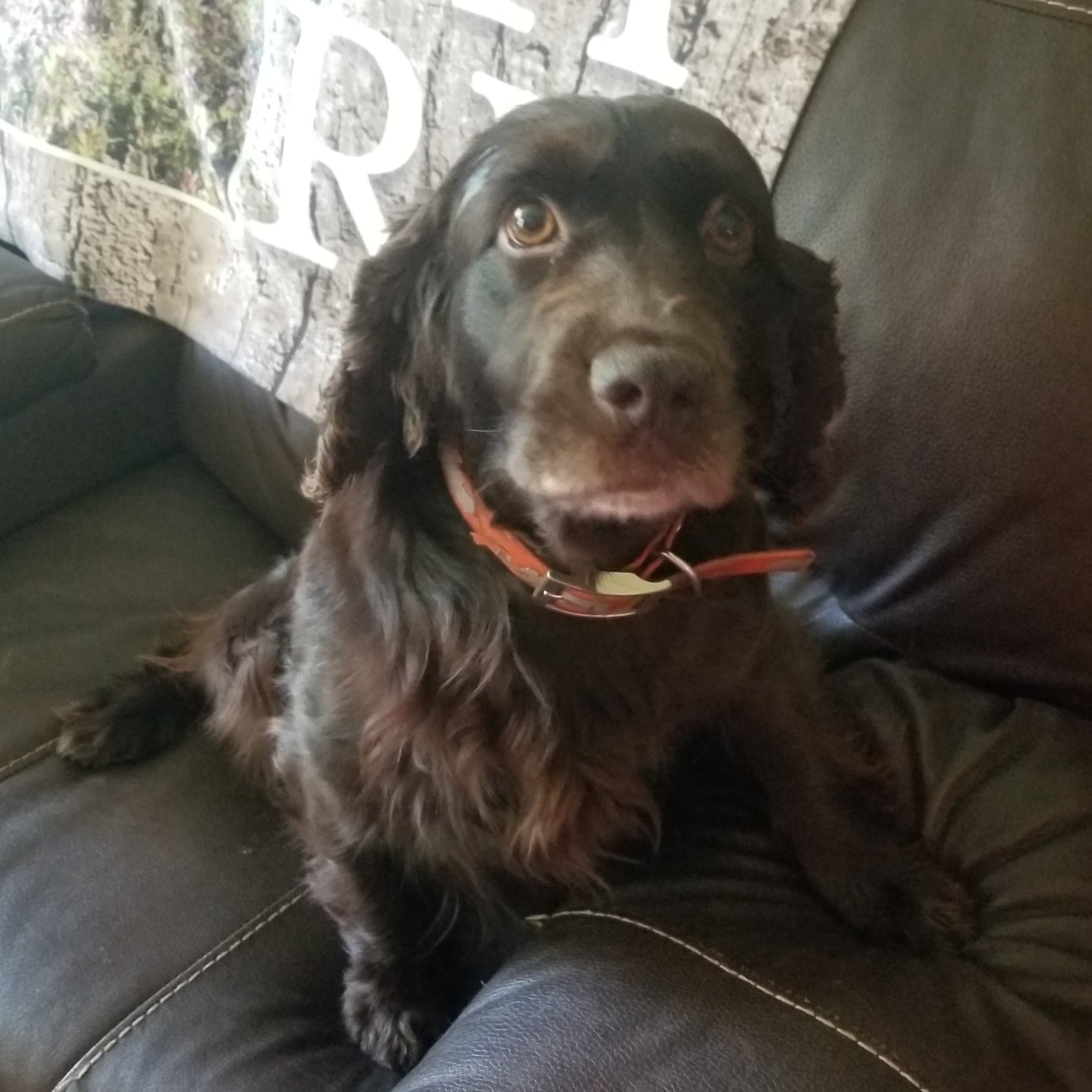 Emily's Marvelous Myrtle - Boykin Spaniel Pedigree
