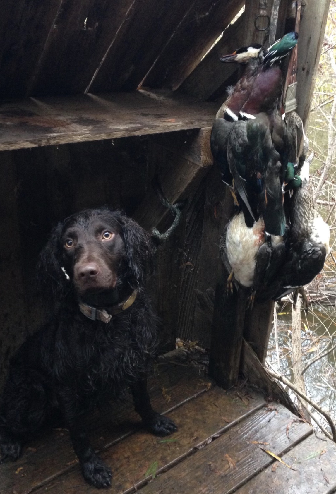 SHR Just A Prince Of Tides - Boykin Spaniel Pedigree