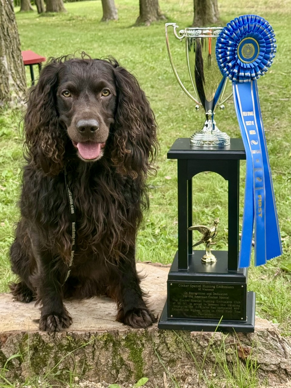 HRCH UHCH Brandywines Handcrafted Decoy MH - Boykin Spaniel Pedigree