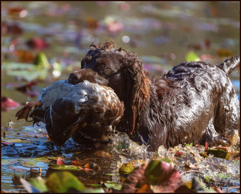 HRCH JustaRock'nRollFantasy SHR - Boykin Spaniel Pedigree