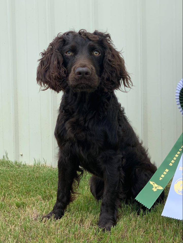 SHR Dont Rock The Jukebox - Boykin Spaniel Pedigree